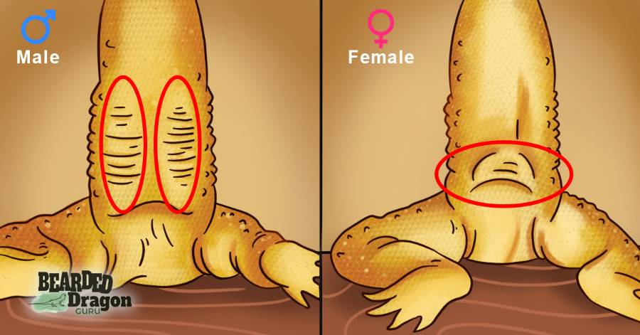 Male Female Bearded Dragon Bulges