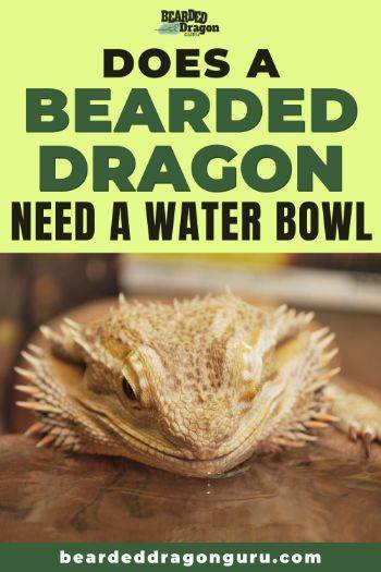 bearded dragon water bowl