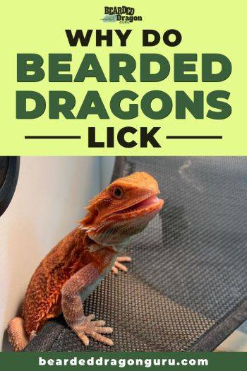 why do bearded dragons lick