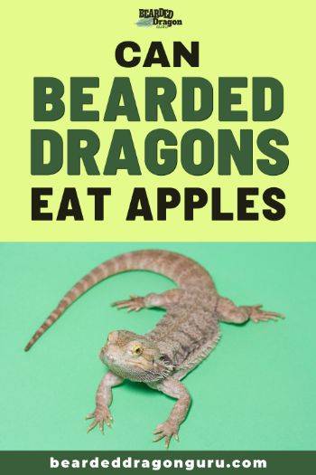 Can Bearded Dragons Eat Apples