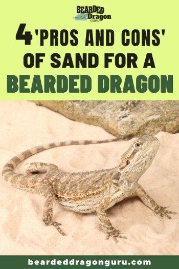 bearded dragon sand