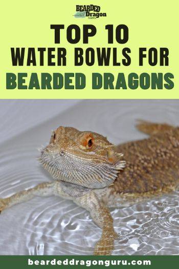 water bowls for bearded dragons