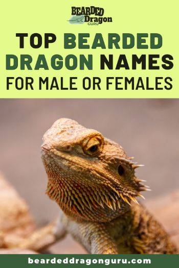 bearded dragon names