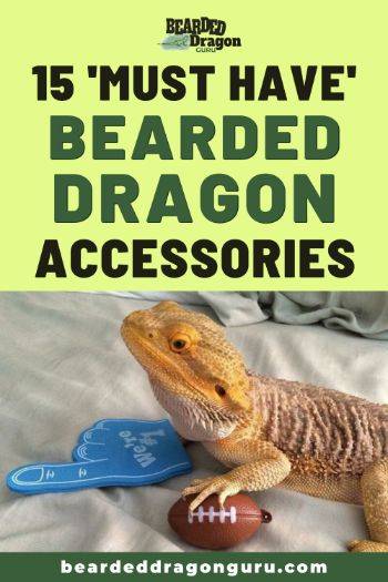 bearded dragon accessories