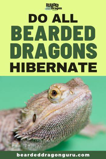 do bearded dragons hibernate