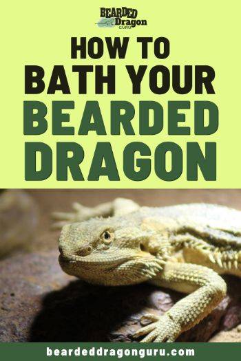 bearded dragon bath