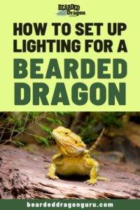 Bearded Dragon Lighting Setup