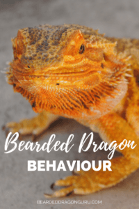 bearded dragon behaviors