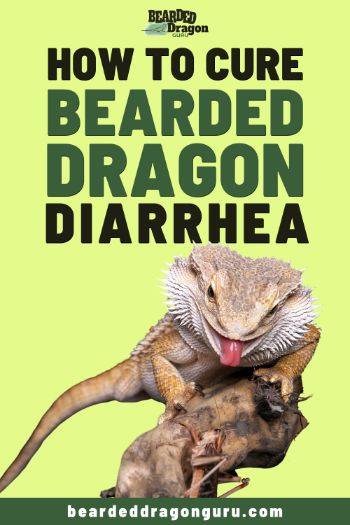 Bearded Dragon Diarrhea