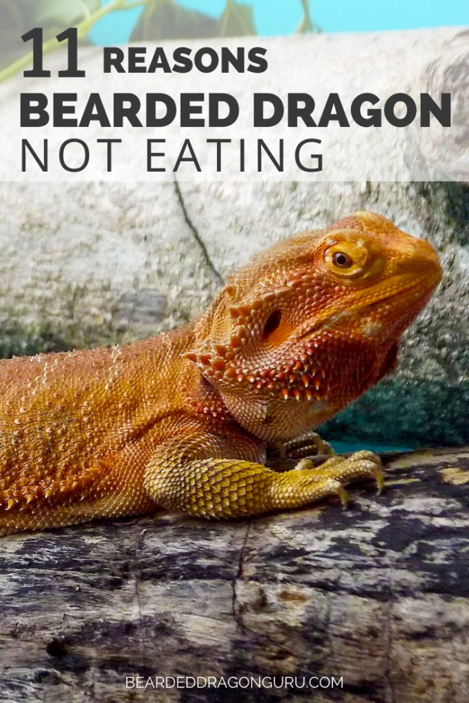 bearded dragon eating problems