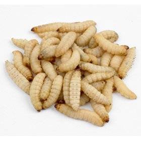 Best Worms for Bearded Dragons Waxworms