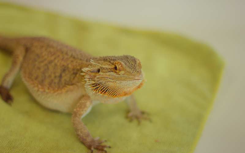 Dispelling Myths: Common Misconceptions About Vegetables in Bearded Dragon Diets