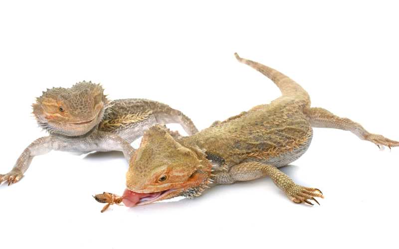 Insects for bearded dragon