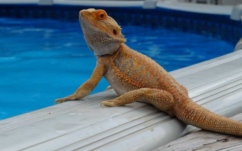 Best Watering Techniques for Bearded Dragons