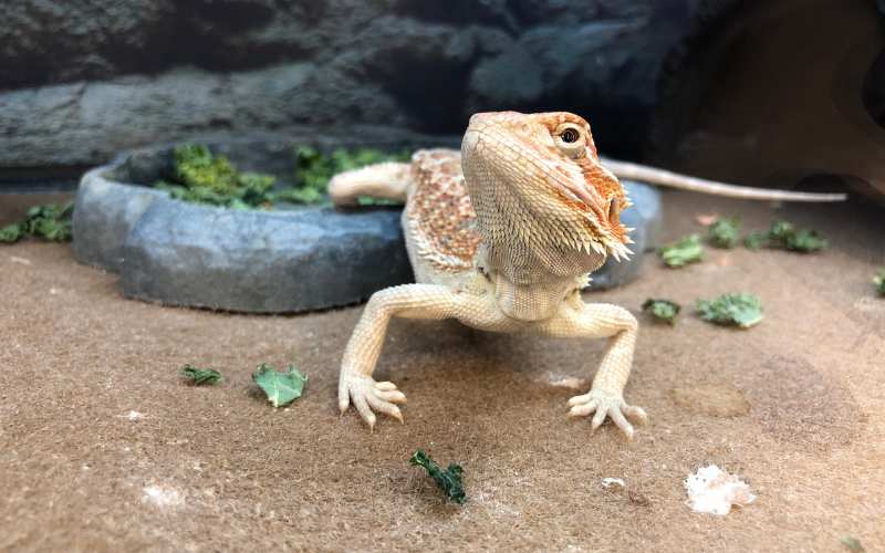 Balanced Diet for Baby Bearded Dragons