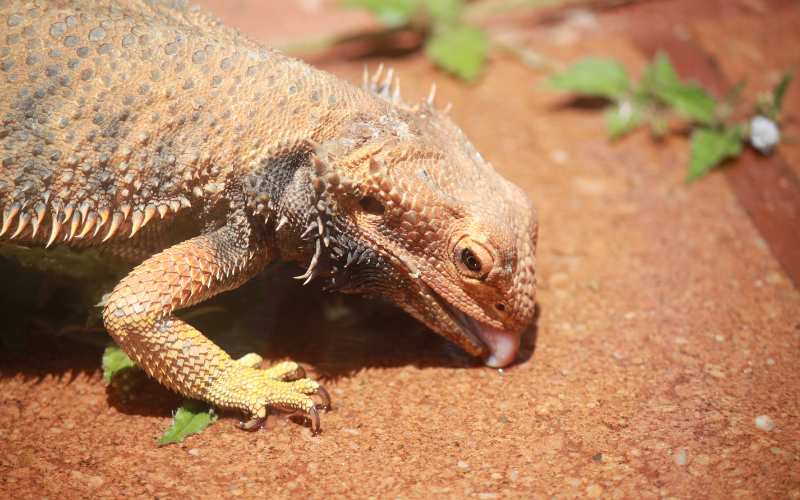 Importance Of Staple Foods for Bearded Dragons